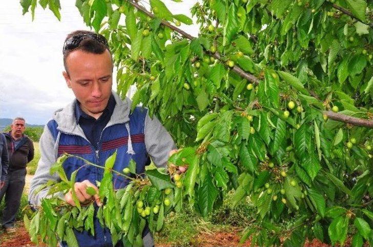 Manisa'da Çiftçiler Doludan Etkilendi G1