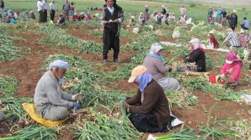 Araban Ovası&rsquo;nda, Sarımsak Hasadına Başlandı