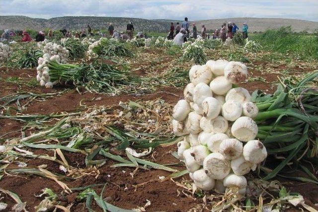 Araban Ovası’nda, Sarımsak Hasadına Başlandı