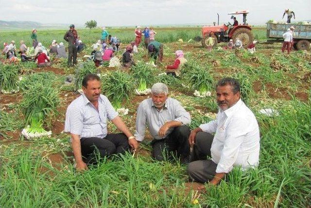 Araban Ovası’nda, Sarımsak Hasadına Başlandı