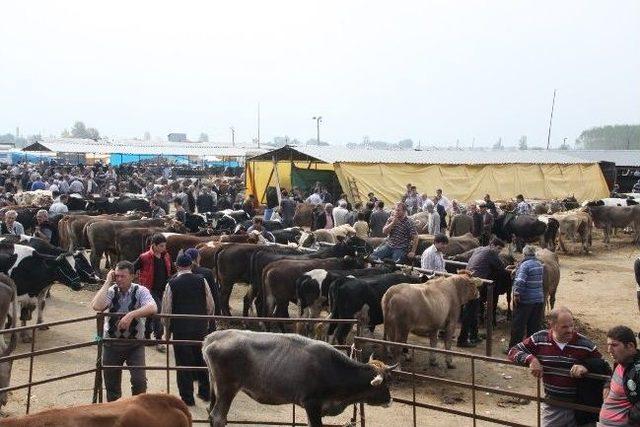 İnegöl'de Hayvan Pazarı Çiçek Salgını Üzerine Kapatıldı