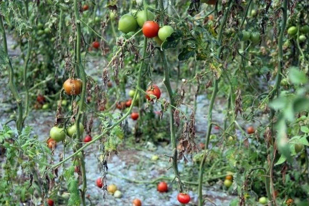 Dolu Hasar Tespit &Ccedil;alışmaları S&uuml;r&uuml;yor