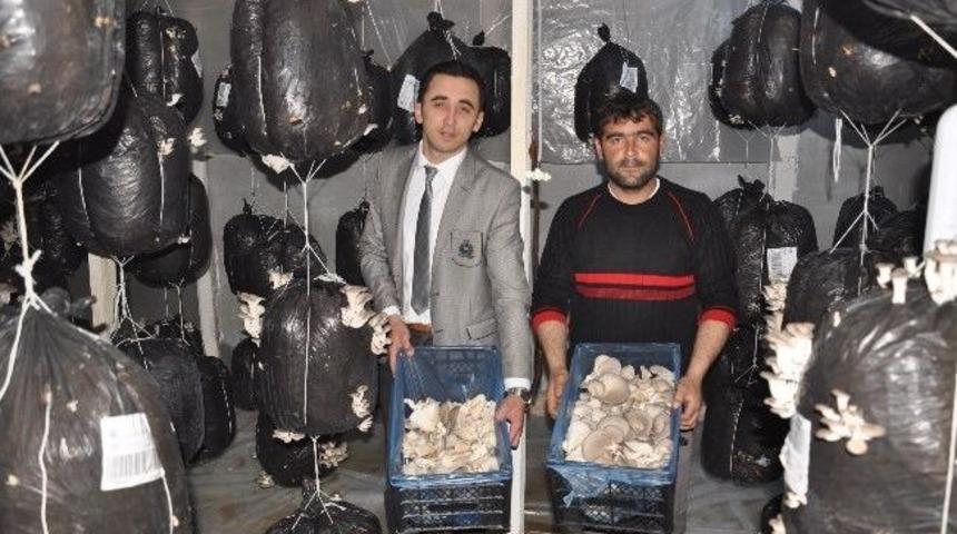 Azdavay’da İstiridye Mantarcılığı Başladı