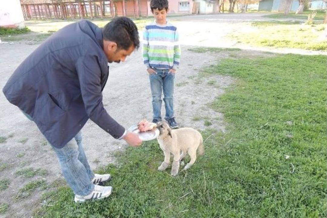 Arabasıyla İki Ayağını Kırdığı K&ouml;peği İyileştirdi