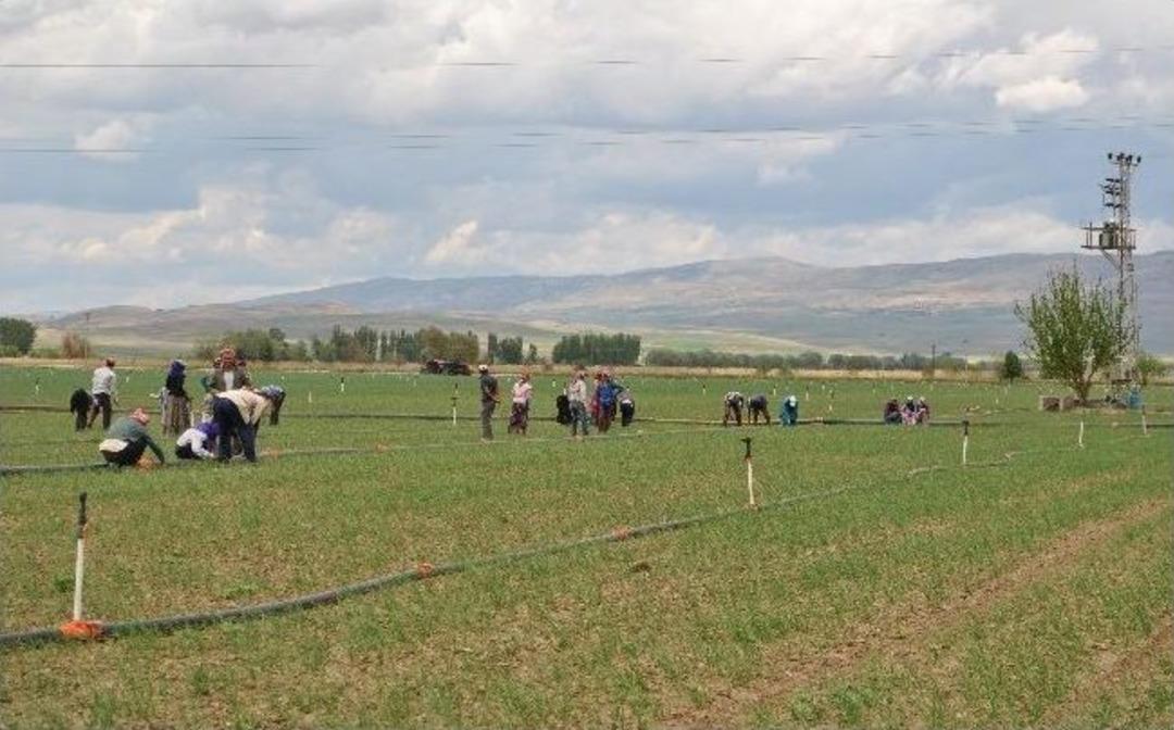 Suriye&rsquo;deki İ&ccedil; Savaş Tarım İş&ccedil;ilerini De Etkiledi