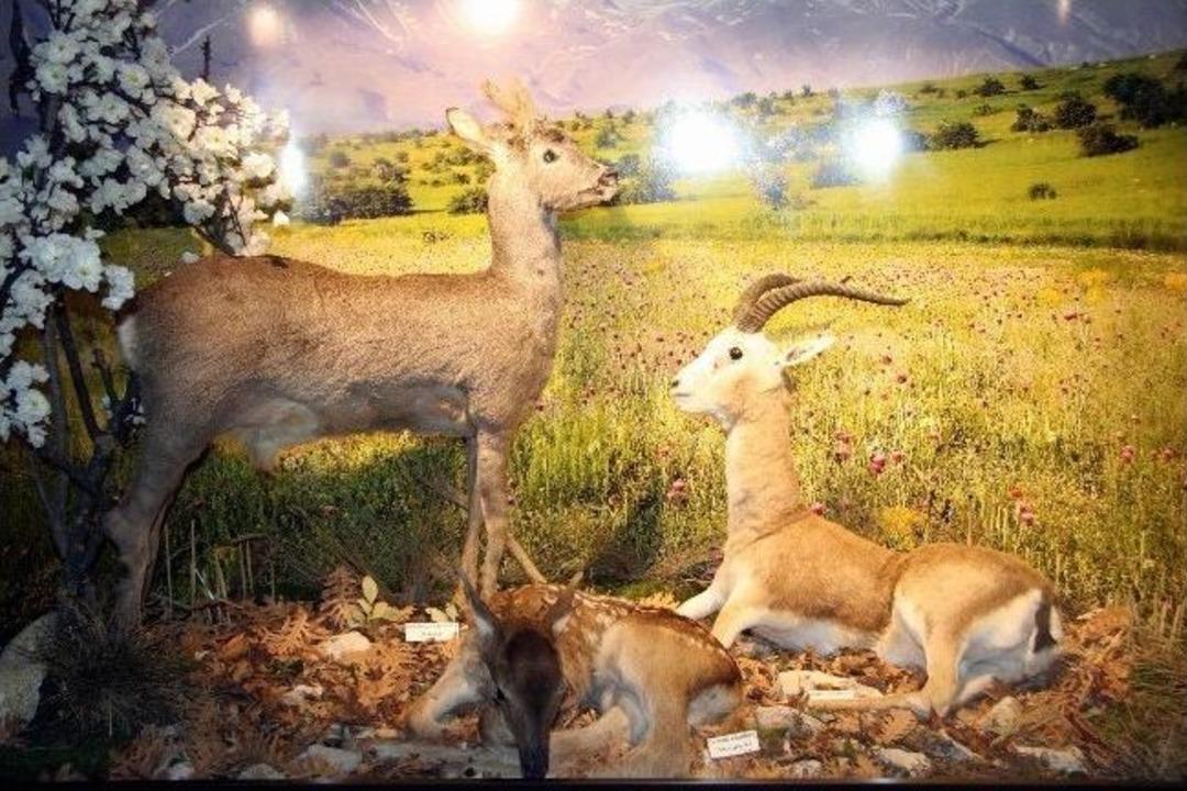 Bursa'nın İlk Zooloji M&uuml;zesi A&ccedil;ıldı