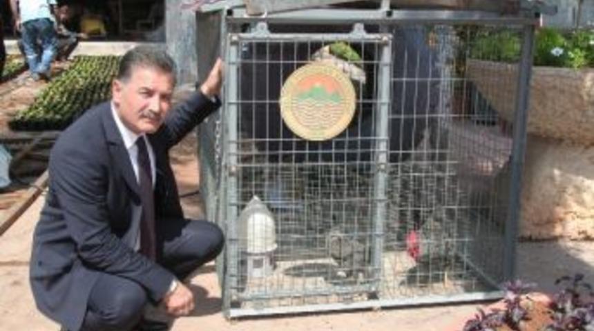 Toroslar Belediyesi'nden Hayvancılığa Destek