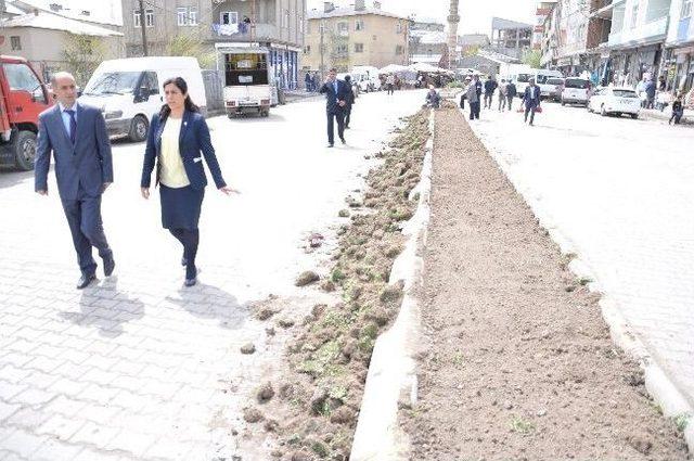 Bulanık Belediyesi Park Ve Bahçelerde Çimlendirme Çalışması Başlattı