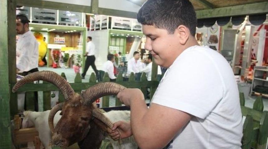 4 Ve 5 Boynuzlu Ko&ccedil;lar Gıda Fuarının İlgi Odağı Oldu