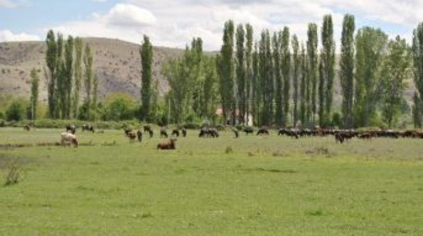 Amasya&rsquo;da Arazilerin Y&uuml;zde 11.6&rsquo;sı Mera