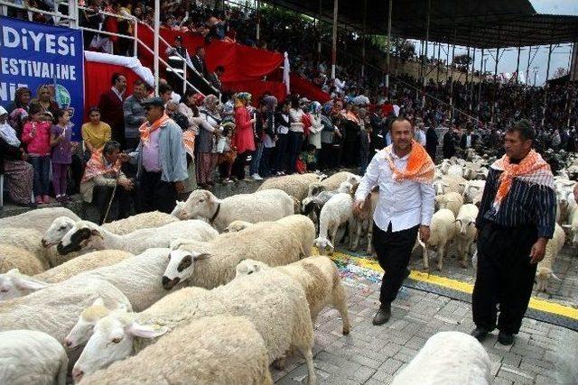 (özel Haber) Yörük Göçünde Eşek İnadı