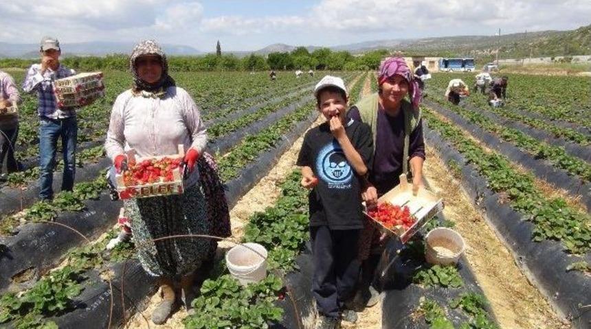 (&ouml;zel Haber) &Ccedil;ilek İş&ccedil;ileri 1 Mayıs'ı Tarlada Kutladı