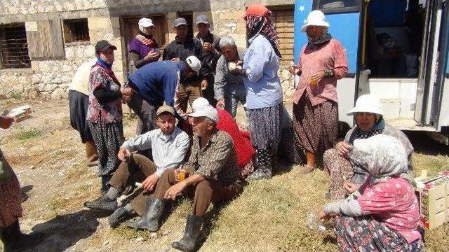 (özel Haber) Çilek İşçileri 1 Mayıs'ı Tarlada Kutladı