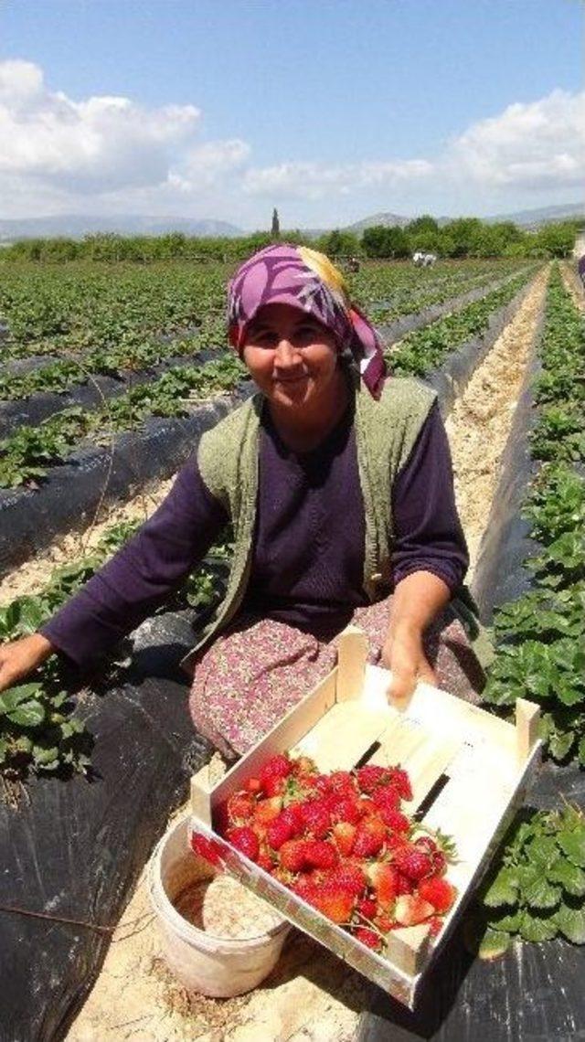 (özel Haber) Çilek İşçileri 1 Mayıs'ı Tarlada Kutladı