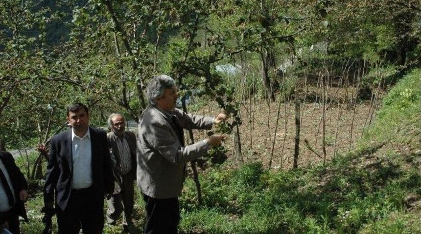 "fındığın Gelecek 3 Yılı Endişe Verici"