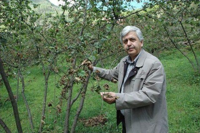 "fındığın Gelecek 3 Yılı Endişe Verici" 1