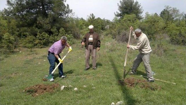 Erzurumlular Derneği 100 Adet Çam Ağacı Dikti