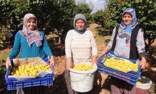 Silifke'de Açıkta Kayısı Hasadı Başladı