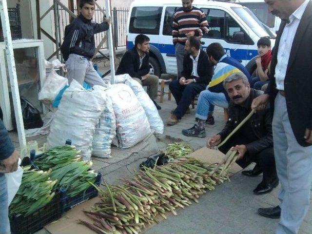 Kürt Muzu Olarak Bilinen Işkın Piyasaya Çıktı