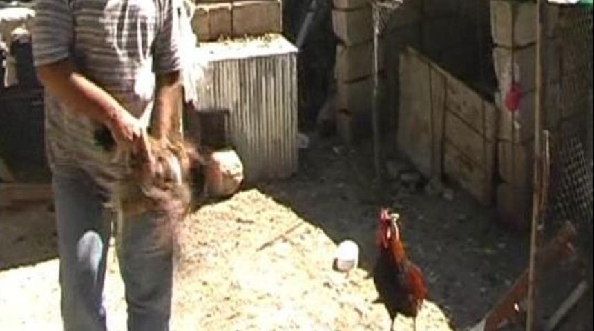 (&ouml;zel Haber ) Bu Da Kıskan&ccedil; Horoz