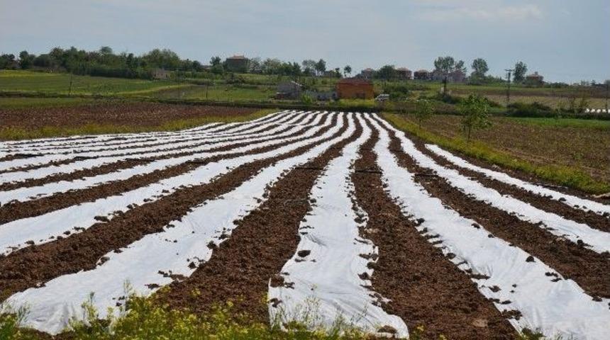 Bafra Ovası&rsquo;nda &Ouml;rt&uuml; Altı Ekimi Yapıldı