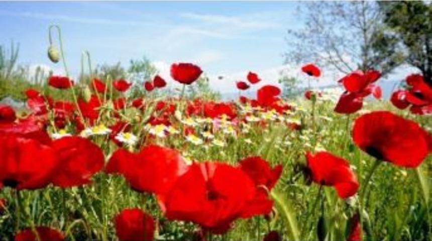 Sarıg&ouml;l&rsquo;de Gelincik Ve Papatya C&uuml;mb&uuml;ş&uuml;