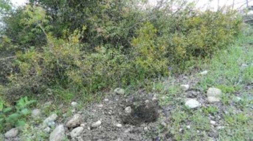 Toprağa G&ouml;m&uuml;len Bebeğin Cesedini K&ouml;pek Buldu