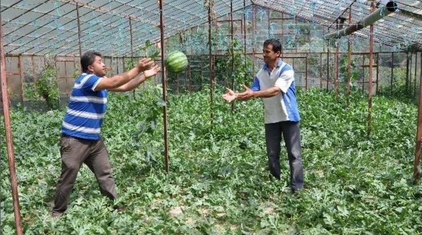 Turfanda Karpuzun Hasadına Başlandı