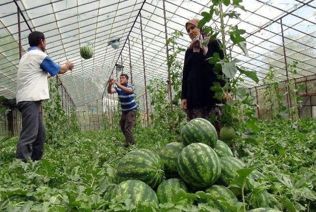 Turfanda Karpuzun Hasadına Başlandı