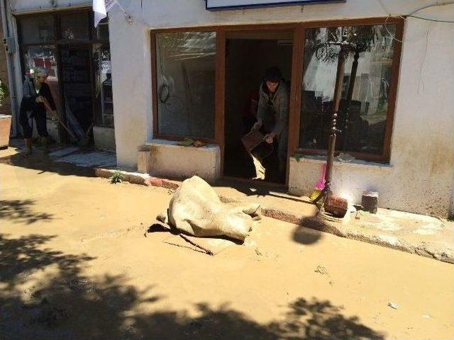 G&ouml;k&ccedil;eada da Koca S&uuml;r&uuml;den 2 Koyun Sağ Kaldı 2