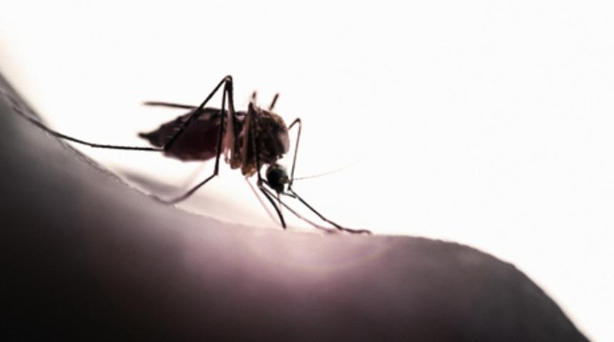 Sivrisinekler en &ccedil;ok bu kişileri ısırıyor!