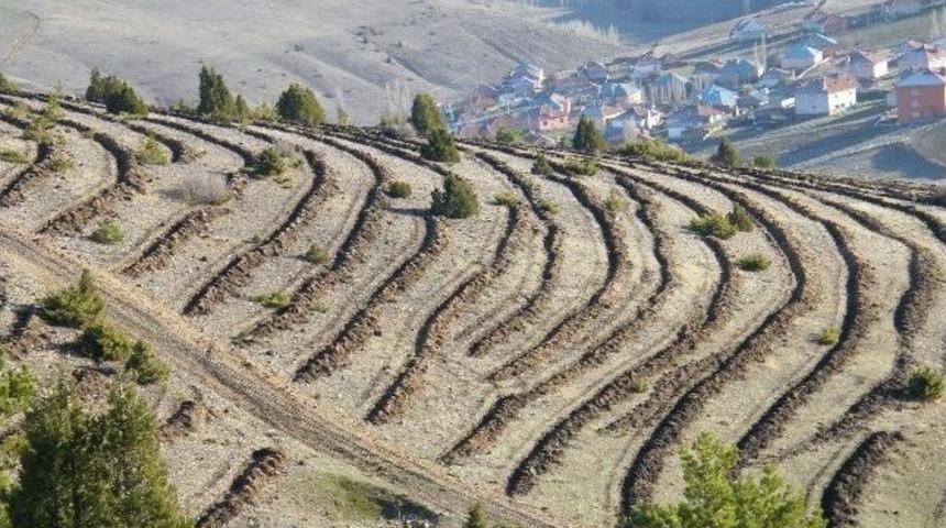 Akdağmadeni&rsquo;nde 1 Milyon Fidan Toprakla Buluşacak