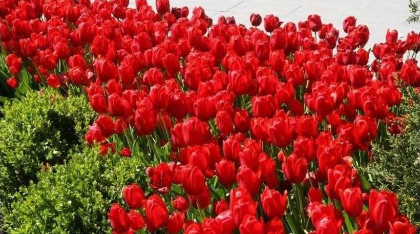 Yozgat Lalelerle Renklendi