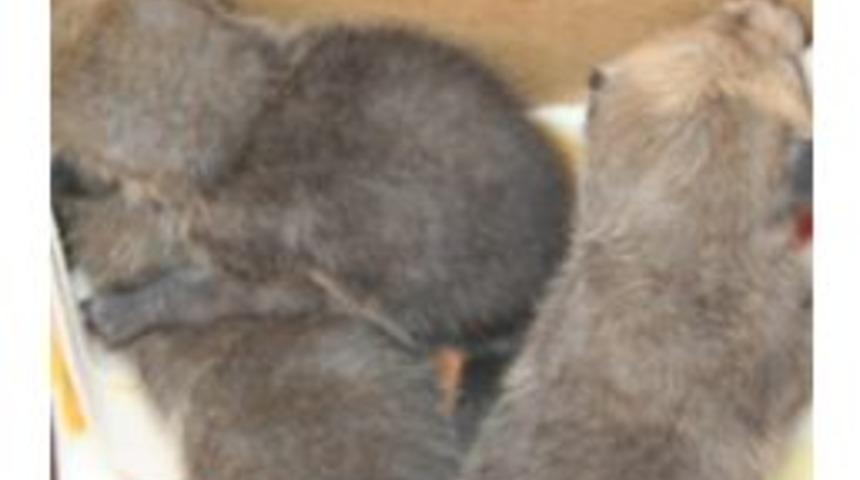 Yavru Tilkiler Kars&rsquo;ta Emin Ellerde