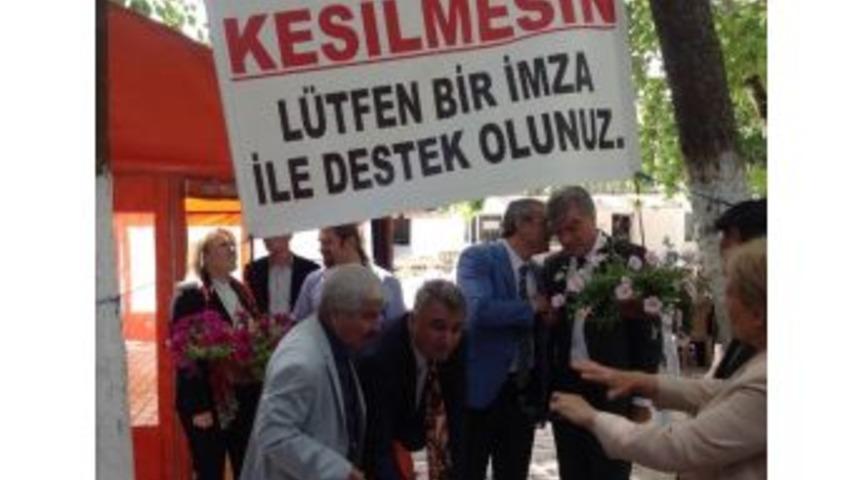 ''arıkbaşı'nın Ağa&ccedil;ları Kesilmesin!''