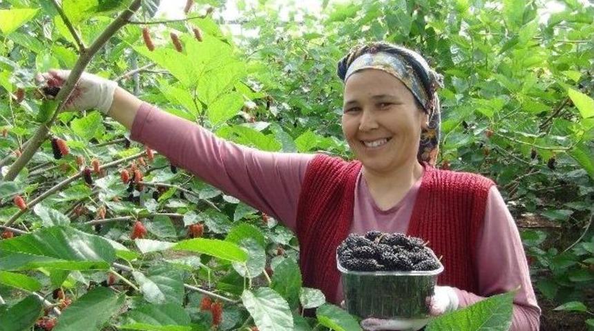 (&ouml;zel Haber) Karadut &Uuml;reticisini G&uuml;ld&uuml;rd&uuml;