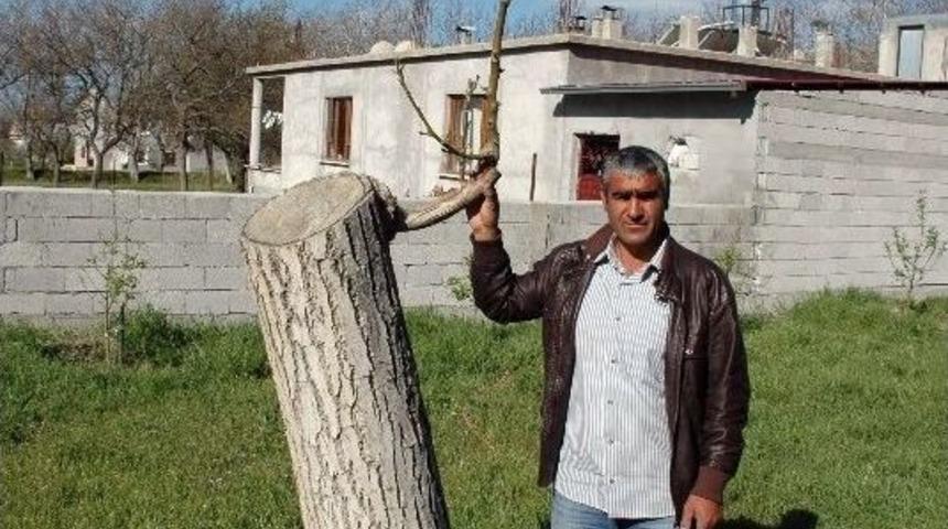 Bitlis&rsquo;in Adilcevaz İl&ccedil;esinde Kalem Aşısı Yapılan Ceviz Ağa&ccedil;ları Filizlenmeye Başladı