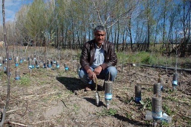 Bitlis’in Adilcevaz İlçesinde Kalem Aşısı Yapılan Ceviz Ağaçları Filizlenmeye Başladı