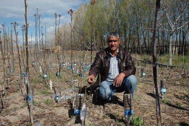 Bitlis’in Adilcevaz İlçesinde Kalem Aşısı Yapılan Ceviz Ağaçları Filizlenmeye Başladı