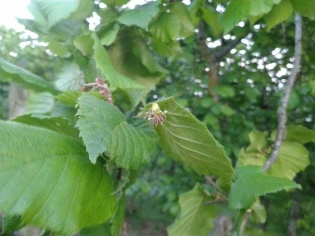 Don Olayından Mağdur Olan Fındık &Uuml;reticisi Dertli