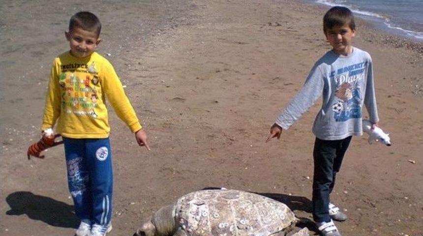 Sahile Vuran Caretta Caretta &Ouml;ld&uuml;