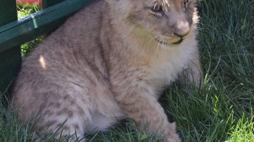 Hayvanat Bah&ccedil;esinde D&uuml;nyaya Gelen 3 Aslan Yavrusu Ziyaret&ccedil;ileriyle Buluştu