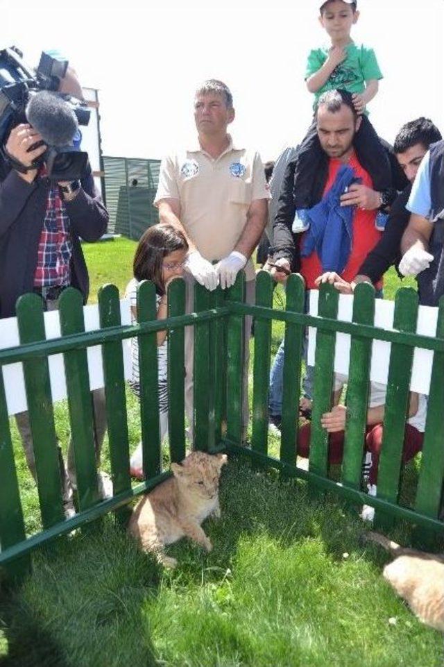 Hayvanat Bahçesinde Dünyaya Gelen 3 Aslan Yavrusu Ziyaretçileriyle Buluştu