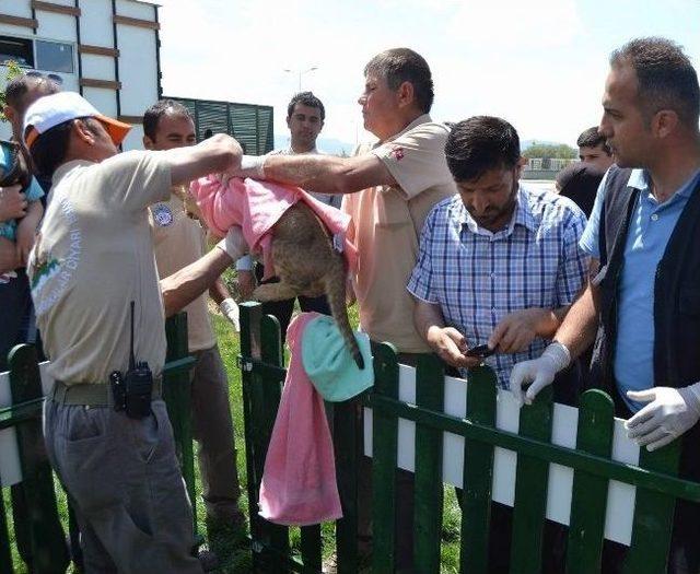 Hayvanat Bahçesinde Dünyaya Gelen 3 Aslan Yavrusu Ziyaretçileriyle Buluştu