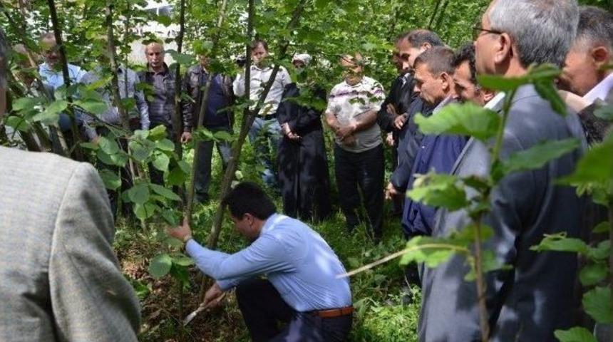 Kaliteli Fındık İ&ccedil;in &Uuml;reticiler Eğitildi