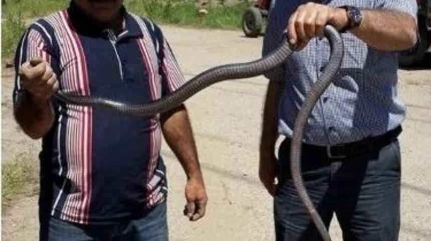 Yılanla Hatıra Fotoğrafı &Ccedil;ektirdi