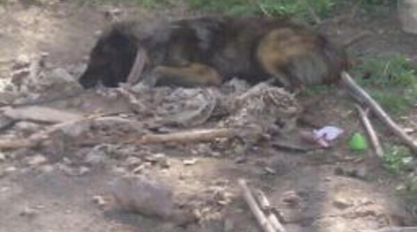 &Ccedil;ocuk Ve Anneye Saldıran K&ouml;pek &Ouml;ld&uuml;