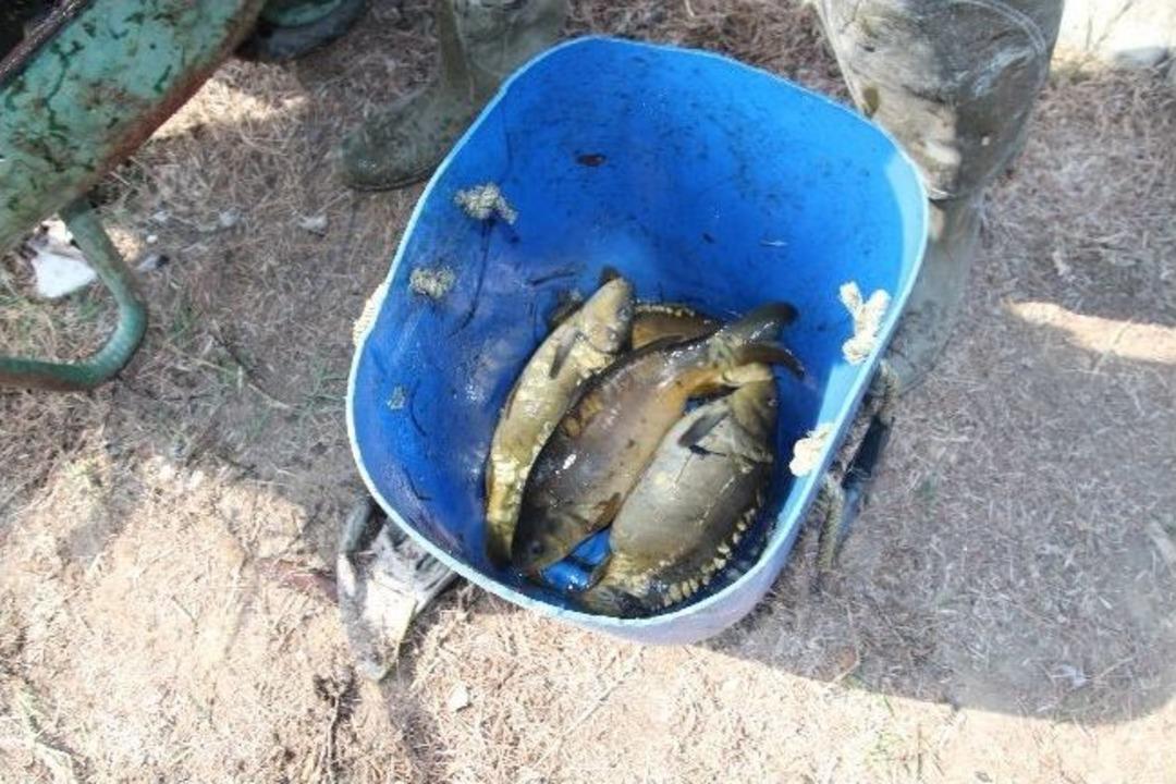 Aynalı Sazanlar Gelir Getirmeye Devam Ediyor