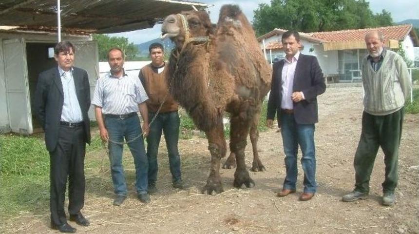 Burhaniye&rsquo;de G&uuml;reş Develerine Bahar Bakımı