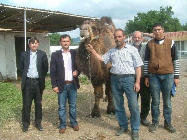 Burhaniye’de Güreş Develerine Bahar Bakımı